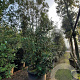 Quercus ilex 400-450 cm container