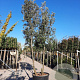 Quercus ilex 450-500 cm container paraplu
