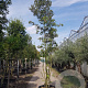 Quercus ilex 450-500 cm container paraplu