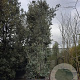 Quercus ilex 500-550 cm container
