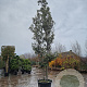 Quercus ilex 500-550 cm container meerstammig