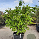 Acer palmatum 200-250 cm container meerstammig