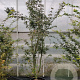 Acer palmatum 200-250 cm container meerstammig