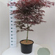 Acer pal. 'Garnet' 100-125 cm 20L