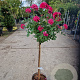 Rosa (K) 'Royal Gold' 110 cm stam 6L