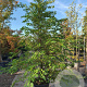 Styrax jap. 'Pink Chimes' 250-300 cm container meerstammig