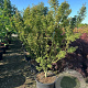 Acer pal. 'Shishigashira' 150-175 cm 50L