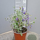 Teucrium fruticans 'Azureum' 25-30 cm 3,0L