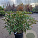 Trochodendron aralioides 60-80 cm 20L