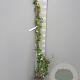 Trachelospermum jasminoides 140-160 cm 4,0L