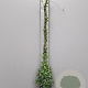 Trachelospermum jasminoides 175-200 cm 10L