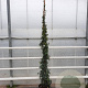 Trachelospermum jasminoides 250-300 cm 18L
