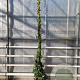 Trachelospermum jasminoides 250-300 cm 18L
