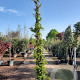 Trachelospermum jasminoides 300-350 cm 25L