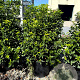 Viburnum tin. Spirit 100-125 cm 45L