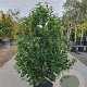 Viburnum tin. Spirit 125-150 cm 45L