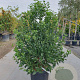 Viburnum tin. Spirit 125-150 cm 45L