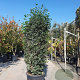 Viburnum tin. Spirit 175-200 cm cont. 95L