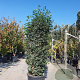Viburnum tin. Spirit 175-200 cm cont. 95L
