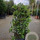 Viburnum tin. Spirit 60-80 cm 15L