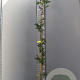 Wisteria sinensis 'Prolific' 250-300 cm cont. 95L