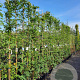 Wisteria sinensis 'Prolific' 250-300 cm cont. 95L