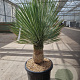 Yucca rostrata 30 cm stam container