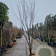Zelkova serrata 300-350 cm container meerstammig