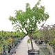 Ziziphus jujuba 140 cm stam container 40-50 bol