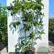 Aesculus parviflora 125-150 cm 40L meerstammig