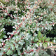 Berberis thunb. 'Silver Beauty' 40-60 cm 15L