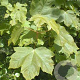Acer pseudoplatanus 175-200 cm wortelgoed