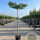 Liquidambar s. 'Worplesdon' 12-14 HO 45L dakvorm