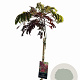 Albizia julibr. 'Summer Chocolate' 120 cm stam 10L