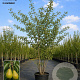 Pyrus c. 'Gieser Wildeman' 200-250 cm cont. 110L meerstammig