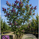 Syringa microphylla 'Superba' 150-175 cm 35L meerstammig