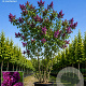 Syringa v. 'Sensation' 175-200 cm 45L meerstammig