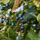 Ampelopsis delavayana 100-125 cm 5,0L met stok