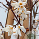 Abeliophyllum distichum 80-100 cm 15L