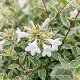 Abelia grandifl. Lucky Lots 100-125 cm 15L struik