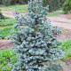 Abies lasiocarpa 100-125 cm met kluit solitair