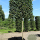 Acer campestre 14-16 HO draadkluit lei 180x150 200 cm stam