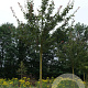 Acer campestre 'Red Shine' 14-16 HO draadkluit