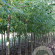 Acer saccharum 12-14 HO draadkluit