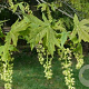 Acer macrophyllum 10-12 HO draadkluit