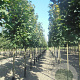 Acer plat. 'Columnare' 14-16 HO draadkluit