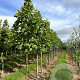 Acer pseud. 'Negenia' 10-12 HO draadkluit