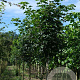 Acer pseudoplatanus 14-16 HO draadkluit