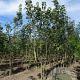 Acer pseudoplatanus 350-400 cm draadkluit meerstammig 