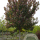 Acer rubrum 'Brandywine' 18-20 HO draadkluit